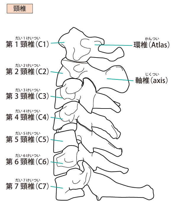 顎関節症の原因とは?