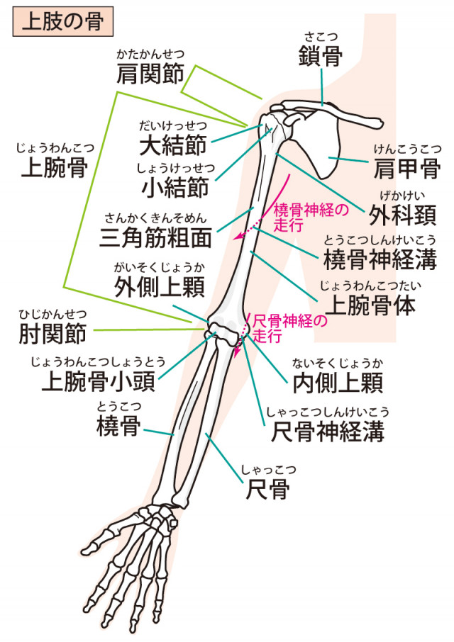 外側上顆に炎症が起こることをテニス肘と言います。