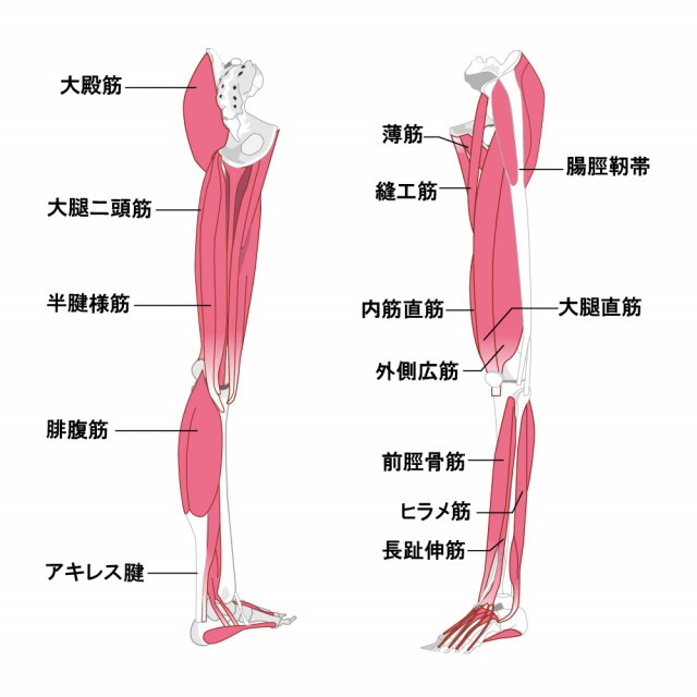 肉離れ 練馬 大泉学園の整体 Relaxation Space Kokua 大泉ゆめりあ店