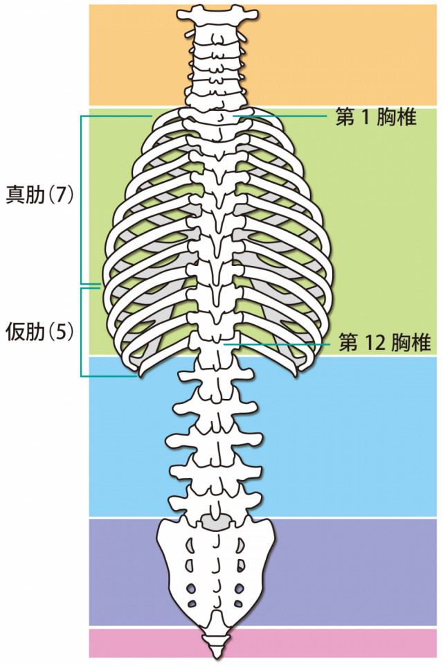 肋間神経痛へのアプローチとは?