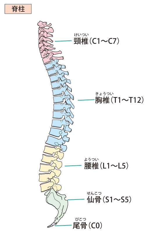 腰椎椎間板ヘルニアへのアプローチとは?