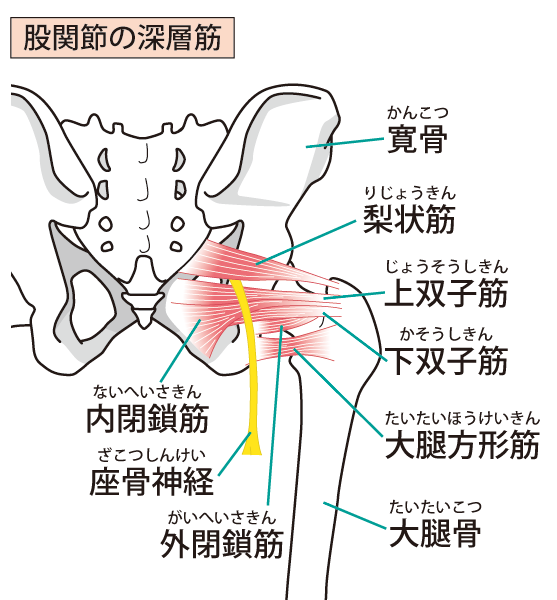 坐骨神経痛の原因とは?